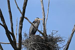 040 Heron, Hreat Blue, 2023-05212010 Broad Meadow Brook, MA